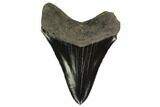 Serrated, Fossil Megalodon Tooth - Georgia #135923-1